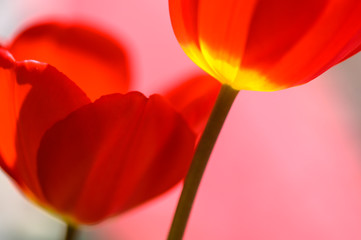 Delicate Beauty of the Tulips of Spring