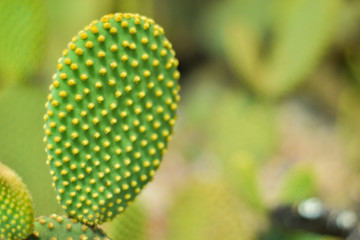 closely, blurred cactus on cactus garden background