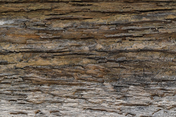 Plakat Tree bark texture background