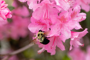 Bumble Bee 2