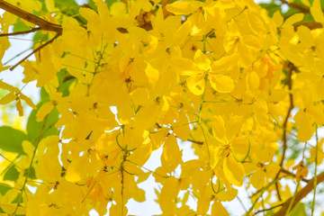 close-up spring flower, fresh yellow flower with some green leaves