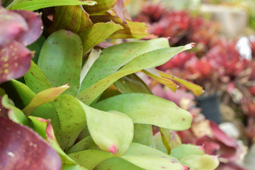 Obraz premium close-up, bromeliad on bromeliad garden