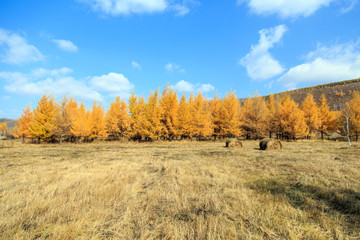 Fototapeta premium Beautiful scenery of xilingol grassland