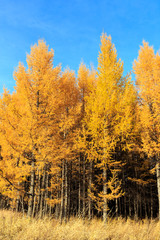 Fototapeta premium Beautiful scenery of xilingol grassland