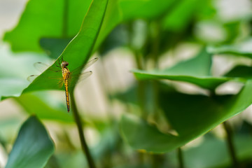dragonfly stay under the lotus leaf on blurred background