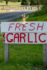 Litchfield, Connecticut, USA Fresh garlic for sale by the side of the road.