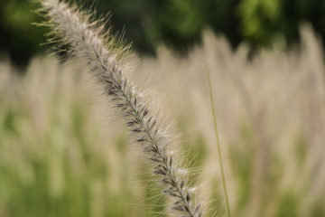 flower grass field in morning, close-up