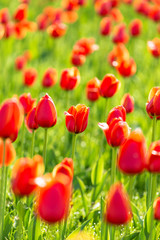 Beautiful tulips are blooming on the lawn of the park