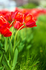 Beautiful tulips are blooming on the lawn of the park