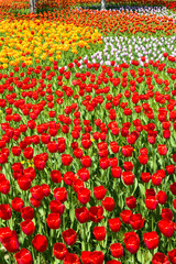 Beautiful tulips are blooming on the lawn of the park