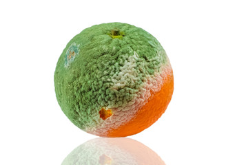 Moldy mandarin. Spoiled tangarine with green mold and fungus. Rotten fruit. Isolated on white...
