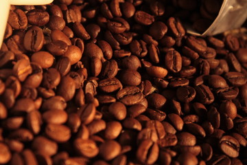 coffee beans background