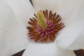 Magnolia Stigma 01