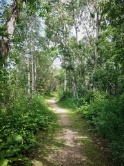 Fototapeta na wymiar Summer green trees along hiking path on Heckla Island