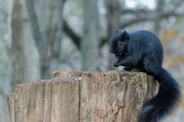 Black Squirrel