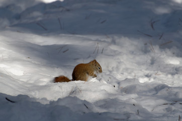 Red Squirrel in Winter