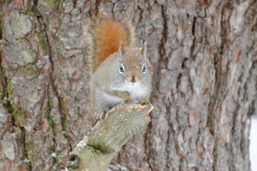 Red Squirrel