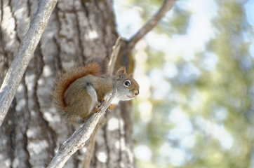 Red Squirrel