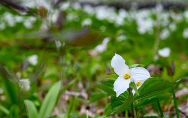 Trillium Flowers in Ontario, Canada