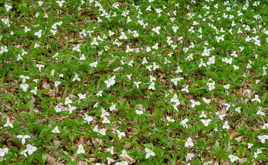 Trillium Flowers in Ontario, Canada