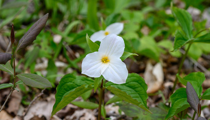 Trillium Flowers in Ontario, Canada