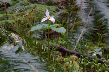 Western White Trillium