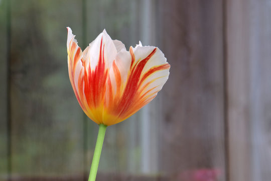 Fire Tulip Bulb
