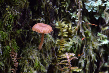 Brown Tree Mushroom