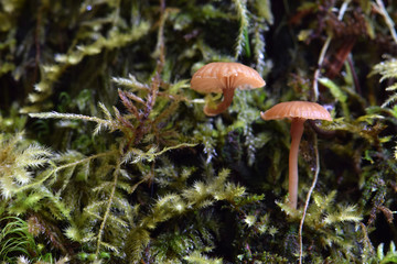 Brown Tree Mushroom Duo 01