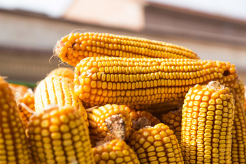 Autumn is the harvest season. When the corn is ripe, it is put together