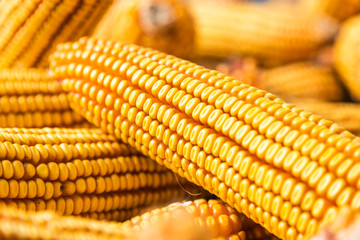 Autumn is the harvest season. When the corn is ripe, it is put together