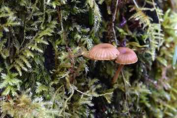 Fototapeta premium Brown Tree Mushroom Duo 03