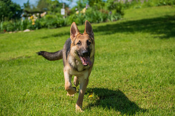 puppy running towards the camera