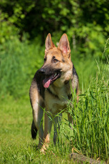 shepherd puppy in tall grass