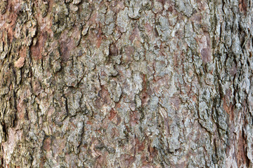 Redbud Bark