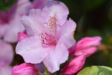 Pink Rhododendron Blossom