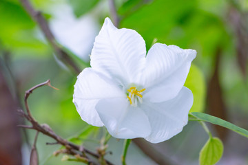 Obraz na płótnie Canvas White Bauhinia acuminata or White flower with green leafs of Bauhinia acuminata, Caesalpinioideae, Fabaceae, Kalong flower.