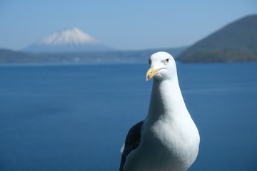 Fototapeta premium seagull on rock