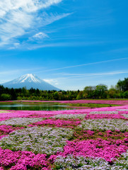 富士芝桜まつり