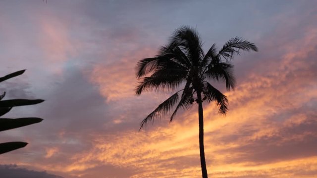 Palm trees move in the breeze during a beautiful Hawaiian sunset.