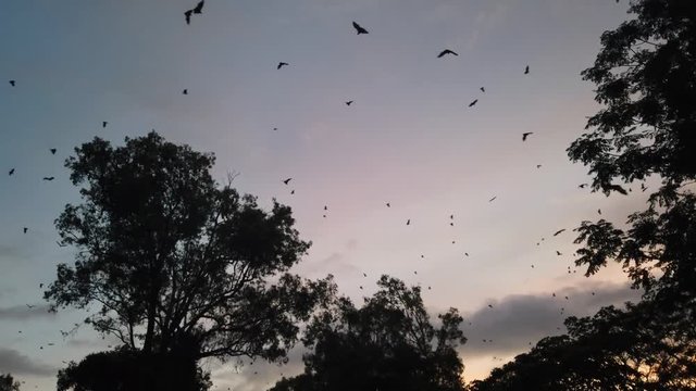 Fruit Bats flying as the sun sets in Port Douglas, Australia