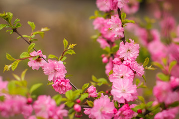 Fototapeta premium sakura, beautiful cherry blossom in springtime. Close up spring Pink cherry flowers background.