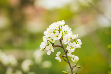 Blossoming of plum flowers in spring time with green leaves. Beautyful background with branch with white flowers.