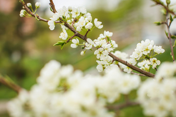 Blossoming of plum flowers in spring time with green leaves. Beautyful background with branch with white flowers