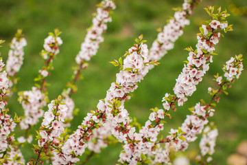 White with pink flowers of the cherry blossoms on a spring day in the park.