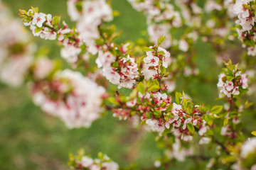 White with pink flowers of the cherry blossoms on a spring day in the park.