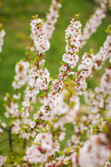 White with pink flowers of the cherry blossoms on a spring day in the park.