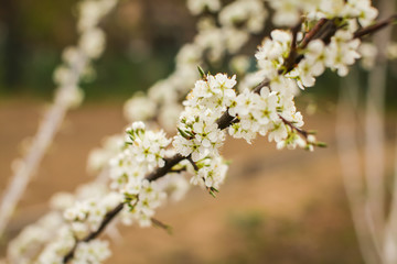 Blossoming of plum flowers in spring time with green leaves. Beautyful background with branch with white flowers..