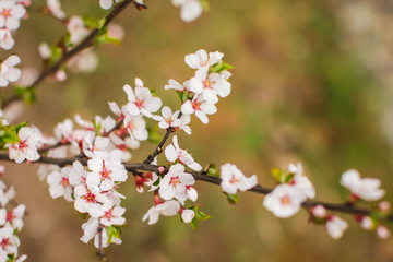 White with pink flowers of the cherry blossoms on a spring day in the park.