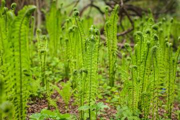 Beautyful young ferns leaves green foliage growing in spring forest. natural floral fern background